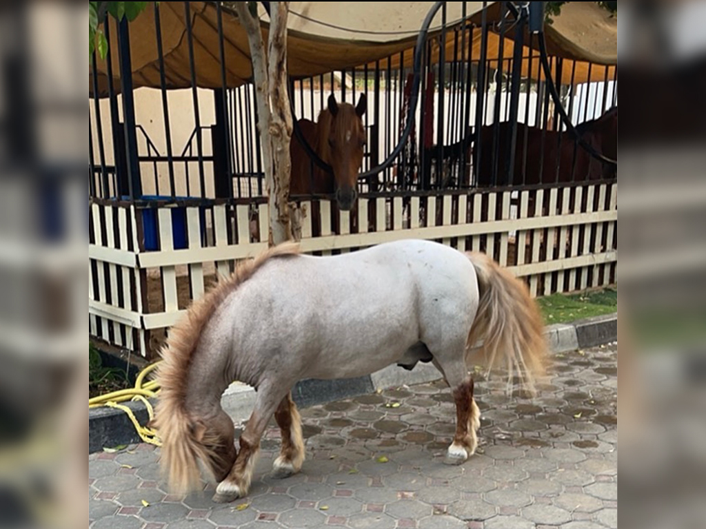 Rent stables for horses